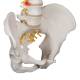 3B Scientific A58-1 Classic Flexible Spine with Male Pelvis - 3B Smart Anatomy