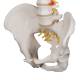 3B Scientific A58-1 Classic Flexible Spine with Male Pelvis - 3B Smart Anatomy