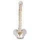 Classic Flexible Spine with Male Pelvis - 3B Smart Anatomy