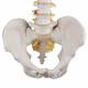 3B Scientific A58-1 Classic Flexible Spine with Male Pelvis - 3B Smart Anatomy