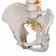 3B Scientific A58-1 Classic Flexible Spine with Male Pelvis - 3B Smart Anatomy