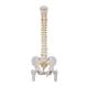 3B Scientific A58-2 Classic Flexible Spine with Femur Heads - 3B Smart Anatomy