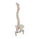 3B Scientific A58-2 Classic Flexible Spine with Femur Heads - 3B Smart Anatomy