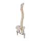 3B Scientific A58-2 Classic Flexible Spine with Femur Heads - 3B Smart Anatomy