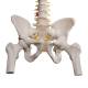 3B Scientific A58-2 Classic Flexible Spine with Femur Heads - 3B Smart Anatomy