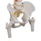 3B Scientific A58-2 Classic Flexible Spine with Femur Heads - 3B Smart Anatomy