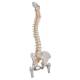 3B Scientific A58-2 Classic Flexible Spine with Femur Heads - 3B Smart Anatomy