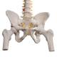 3B Scientific A58-2 Classic Flexible Spine with Femur Heads - 3B Smart Anatomy