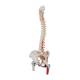 3B Scientific A58-3 Classic Flexible Spine with Femur Heads and Painted Muscles - 3B Smart Anatomy