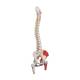 3B Scientific A58-3 Classic Flexible Spine with Femur Heads and Painted Muscles - 3B Smart Anatomy