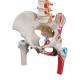 3B Scientific A58-3 Classic Flexible Spine with Femur Heads and Painted Muscles - 3B Smart Anatomy
