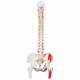 3B Scientific A58-3 Classic Flexible Spine with Femur Heads and Painted Muscles - 3B Smart Anatomy