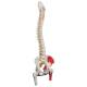 3B Scientific A58-3 Classic Flexible Spine with Femur Heads and Painted Muscles - 3B Smart Anatomy
