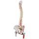 3B Scientific A58-3 Classic Flexible Spine with Femur Heads and Painted Muscles - 3B Smart Anatomy