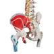 3B Scientific A58-3 Classic Flexible Spine with Femur Heads and Painted Muscles - 3B Smart Anatomy