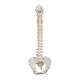 3B Scientific A58-4 Classic Flexible Spine with Female Pelvis - 3B Smart Anatomy