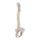 3B Scientific A58-4 Classic Flexible Spine with Female Pelvis - 3B Smart Anatomy
