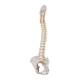 3B Scientific A58-4 Classic Flexible Spine with Female Pelvis - 3B Smart Anatomy