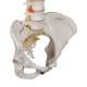 3B Scientific A58-4 Classic Flexible Spine with Female Pelvis - 3B Smart Anatomy