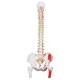 Classic Flexible Spine with Female Pelvis - 3B Smart Anatomy
