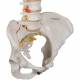 3B Scientific A58-4 Classic Flexible Spine with Female Pelvis - 3B Smart Anatomy