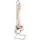 3B Scientific A58-4 Classic Flexible Spine with Female Pelvis - 3B Smart Anatomy