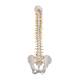 3B Scientific A58-5 Deluxe Flexible Spine with Brain Stem & Opened Sacrum - 3B Smart Anatomy