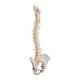3B Scientific A58-5 Deluxe Flexible Spine with Brain Stem & Opened Sacrum - 3B Smart Anatomy