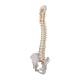 3B Scientific A58-5 Deluxe Flexible Spine with Brain Stem & Opened Sacrum - 3B Smart Anatomy