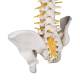3B Scientific A58-5 Deluxe Flexible Spine with Brain Stem & Opened Sacrum - 3B Smart Anatomy
