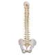 Deluxe Flexible Spine with Brain Stem & Opened Sacrum - 3B Smart Anatomy