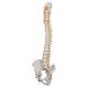 3B Scientific A58-5 Deluxe Flexible Spine with Brain Stem & Opened Sacrum - 3B Smart Anatomy