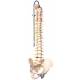 3B Scientific A58-5 Deluxe Flexible Spine with Brain Stem & Opened Sacrum - 3B Smart Anatomy