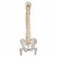Deluxe Flexible Spine with Femur Heads - 3B Smart Anatomy