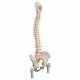 A58-6 Deluxe Flexible Spine with Femur Heads - 3B Smart Anatomy