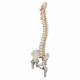 A58-6 Deluxe Flexible Spine with Femur Heads - 3B Smart Anatomy
