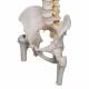 A58-6 Deluxe Flexible Spine with Femur Heads - 3B Smart Anatomy
