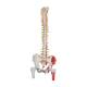 3B Scientific A58-7 Deluxe Flexible Spine with Femur Heads & Painted Muscles - 3B Smart Anatomy
