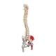 3B Scientific A58-7 Deluxe Flexible Spine with Femur Heads & Painted Muscles - 3B Smart Anatomy