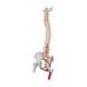 3B Scientific A58-7 Deluxe Flexible Spine with Femur Heads & Painted Muscles - 3B Smart Anatomy