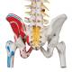 3B Scientific A58-7 Deluxe Flexible Spine with Femur Heads & Painted Muscles - 3B Smart Anatomy