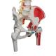 3B Scientific A58-7 Deluxe Flexible Spine with Femur Heads & Painted Muscles - 3B Smart Anatomy