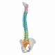 3B Smart Anatomy Didactic Flexible Spine Model A58-8