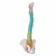 3B Smart Anatomy Didactic Flexible Spine Model A58-8