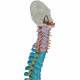 3B Smart Anatomy Didactic Flexible Spine Model A58-8