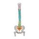 3B Scientific A58-9 Didactic Flexible Spine Model With Femur Heads - 3B Smart Anatomy