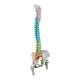 3B Scientific A58-9 Didactic Flexible Spine Model With Femur Heads - 3B Smart Anatomy