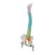 3B Scientific A58-9 Didactic Flexible Spine Model With Femur Heads - 3B Smart Anatomy