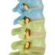3B Scientific A58-9 Didactic Flexible Spine Model With Femur Heads - 3B Smart Anatomy
