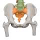 3B Scientific A58-9 Didactic Flexible Spine Model With Femur Heads - 3B Smart Anatomy